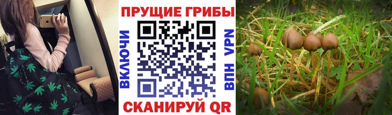 сайты даркнета телеграм  Апрелевка  Псилоцибиновые грибы Cubensis  как найти  